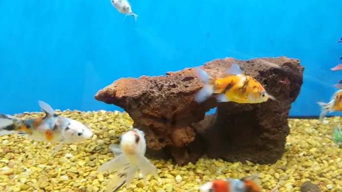 Petco Picture 8