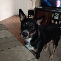 Arizona Avenue Animal Clinic ico