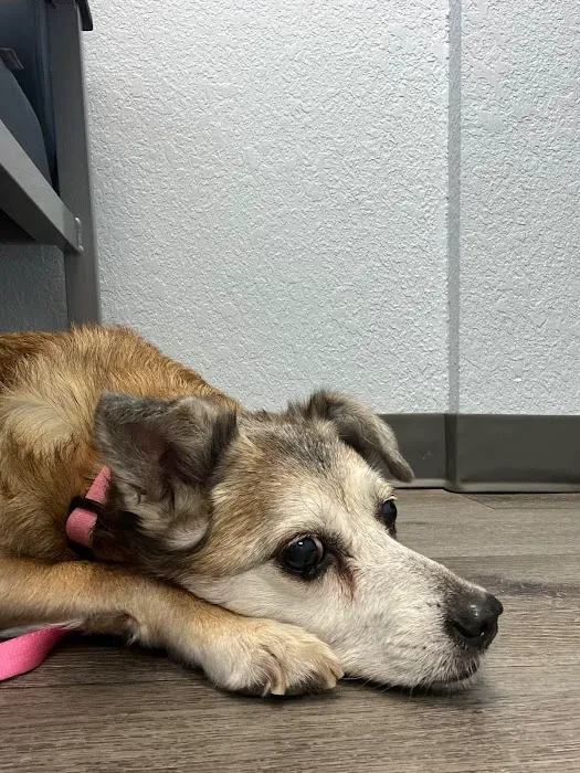 Arizona Avenue Animal Clinic Picture 5