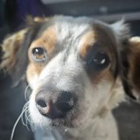 Chef Lou Dog Treats ico