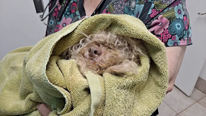 Alma School Animal Hospital Picture 3