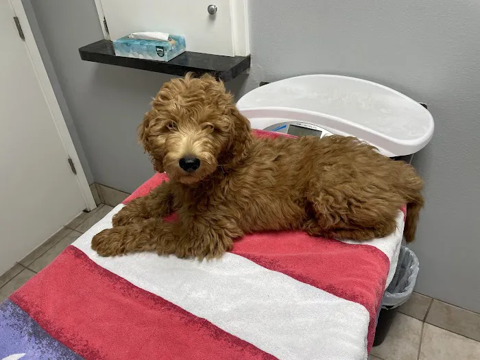Alma School Animal Hospital Picture 1