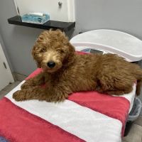 Alma School Animal Hospital ico