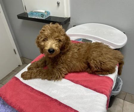 Alma School Animal Hospital