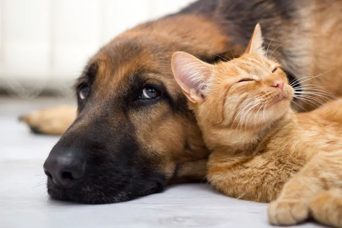 Alma School Animal Hospital Picture 7