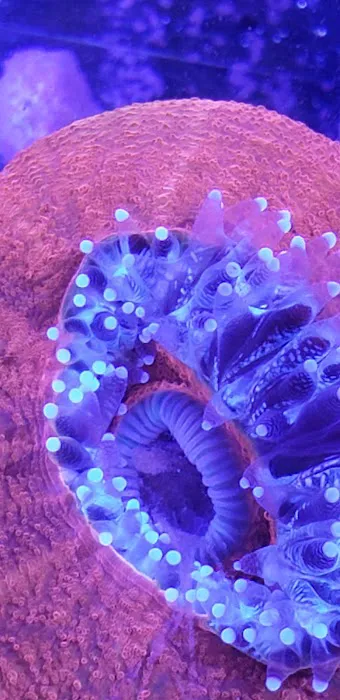 Orange County Reef Care Picture 3