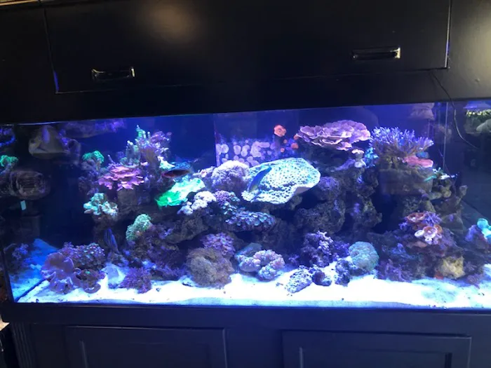 Orange County Reef Care Picture 8