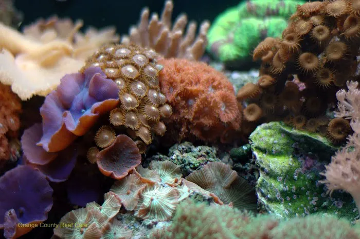 Orange County Reef Care Picture 6