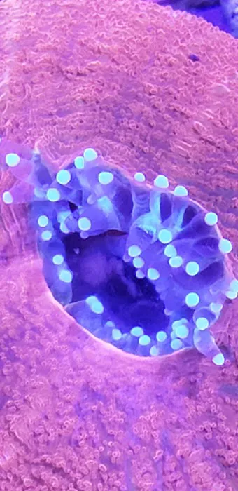 Orange County Reef Care Picture 7
