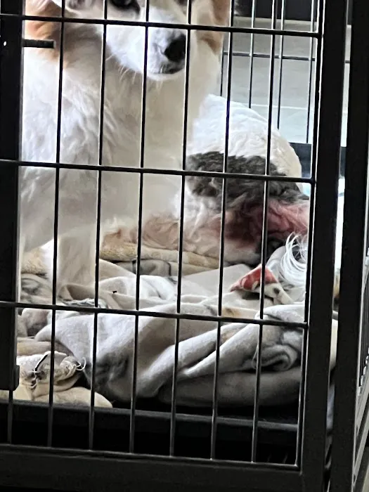 CityVet | Surprise Picture 1