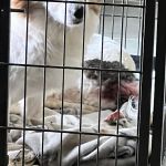 CityVet | Surprise