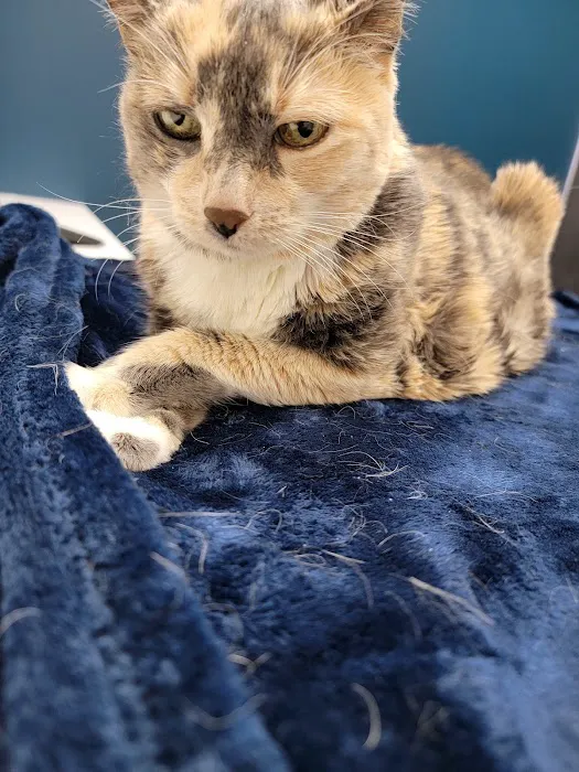 CityVet | Surprise Picture 3