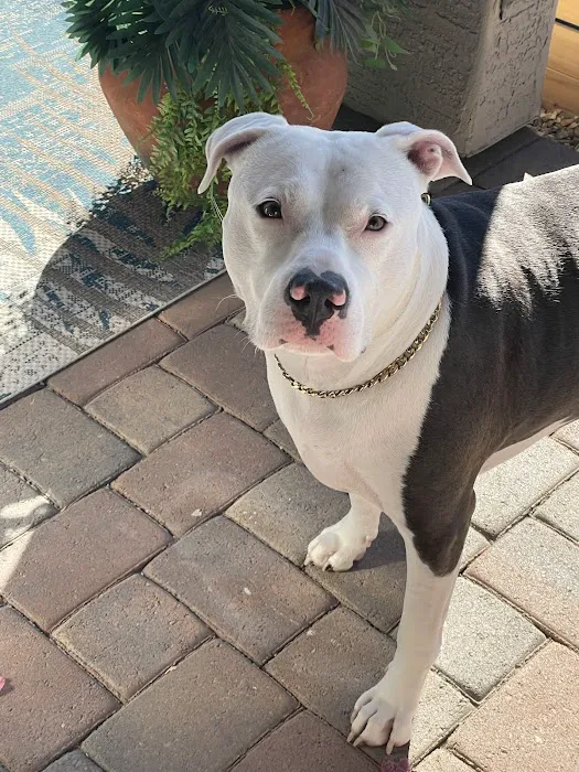 CityVet | Surprise Picture 9
