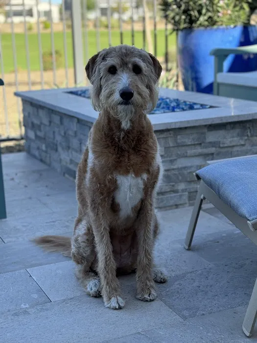CityVet | Surprise Picture 7