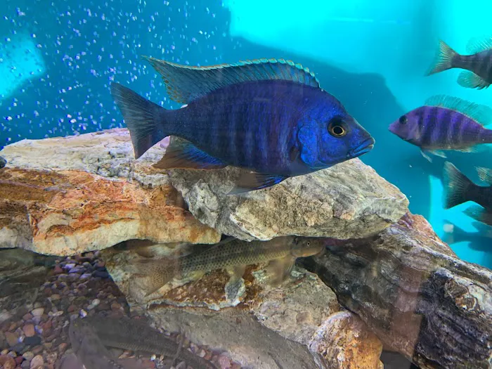 Liahona Tropical Fish Picture 5