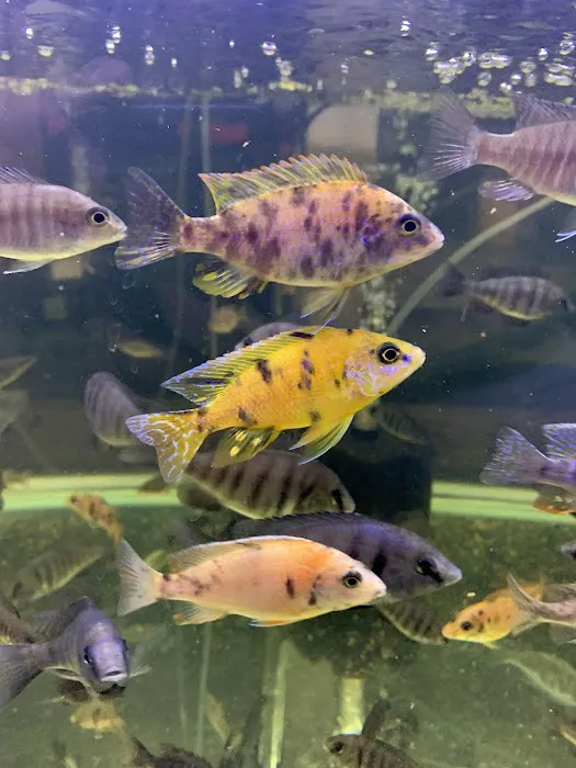 Liahona Tropical Fish Picture 4