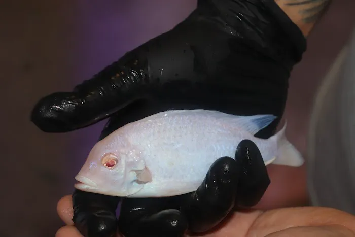 Liahona Tropical Fish Picture 3