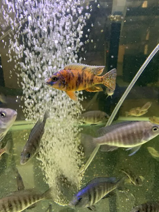Liahona Tropical Fish Picture 6