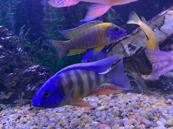 Liahona Tropical Fish Picture 9