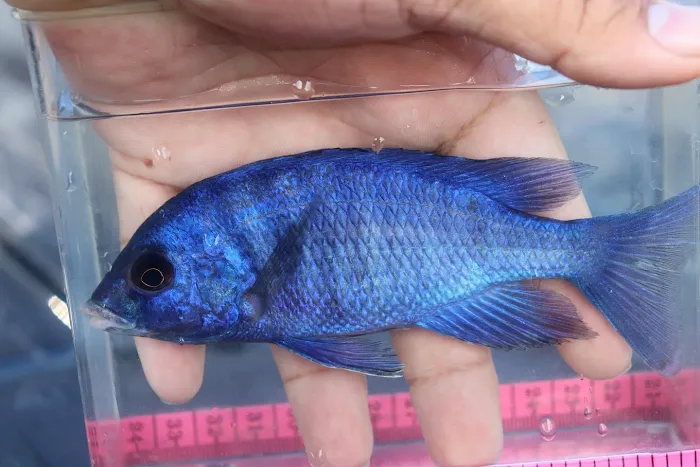 Liahona Tropical Fish Picture 10