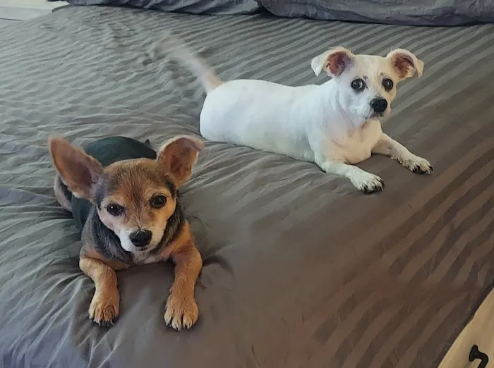 Lovet Pet Health Care - Verrado Picture 4
