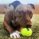 Lovet Pet Health Care - Verrado