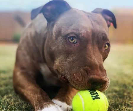 Lovet Pet Health Care - Verrado