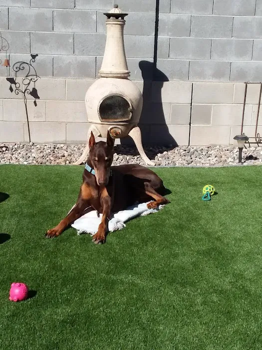 Lovet Pet Health Care - Verrado Picture 6