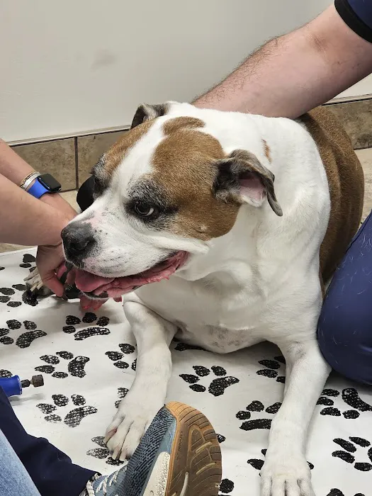 Lovet Pet Health Care - Verrado Picture 5