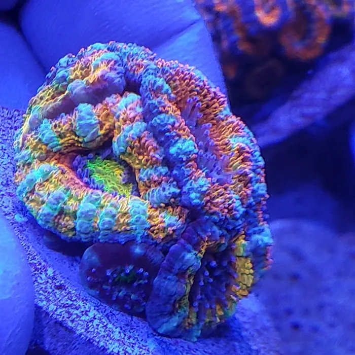 Majestic aquarium services Picture 2