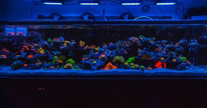 Majestic aquarium services Picture 4