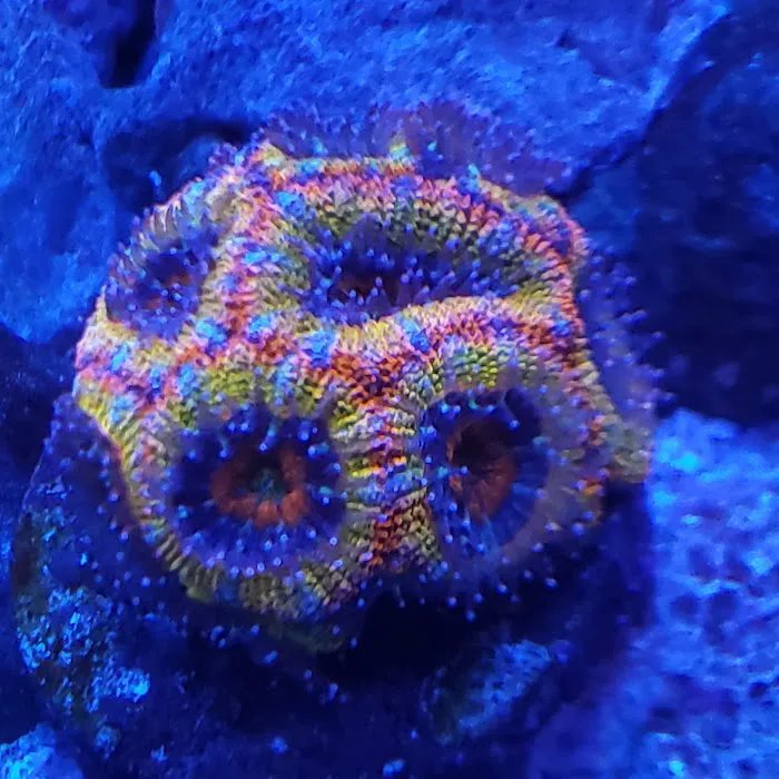 Majestic aquarium services Picture 7
