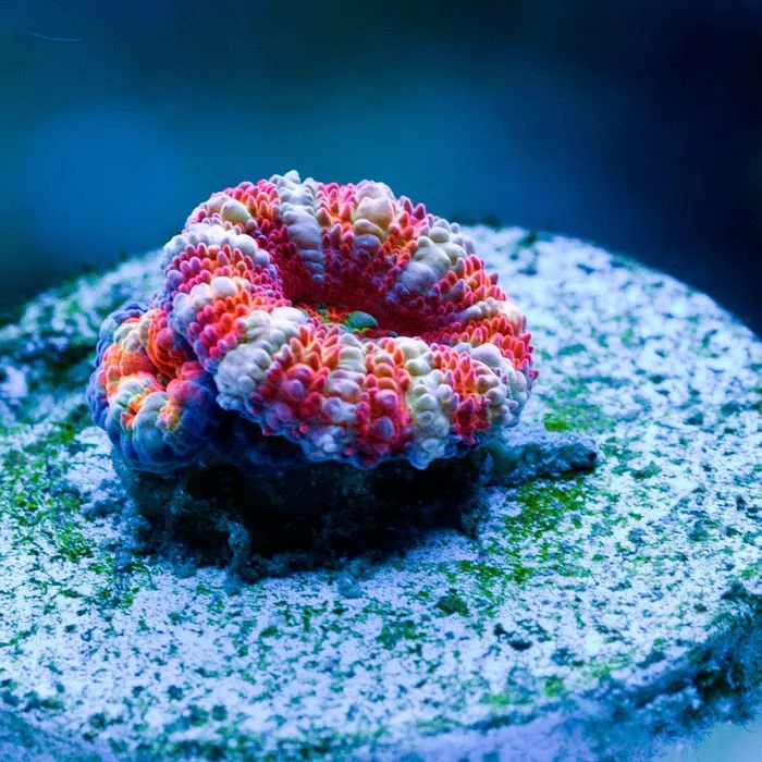 Majestic aquarium services Picture 8