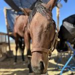 Desert Edge Equine