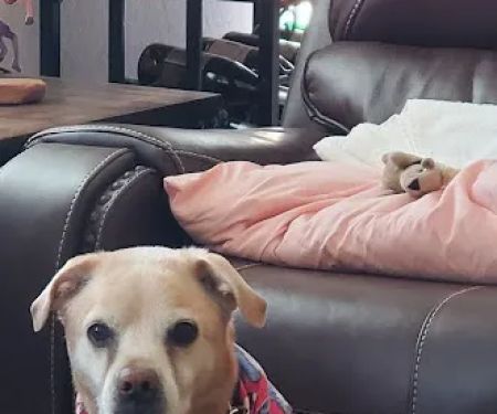 Lovet Pet Health Care - White Tanks