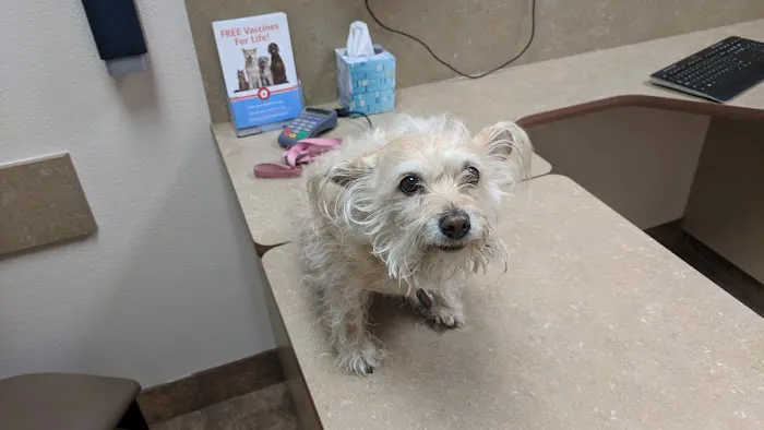 Lovet Pet Health Care - White Tanks Picture 10