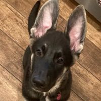 All-Star Animal Hospital ico