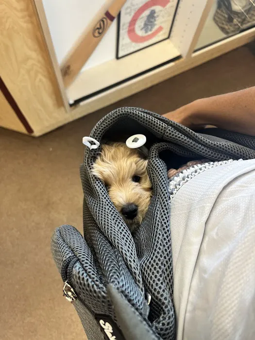 All-Star Animal Hospital Picture 4