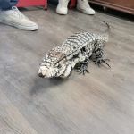 The Basking Spot Pets and Supplies