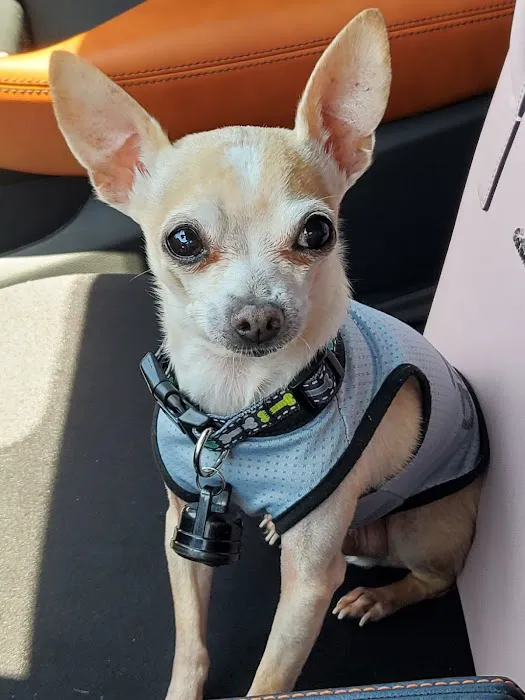 Animal Medical Center of Surprise Picture 1