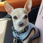 Animal Medical Center of Surprise