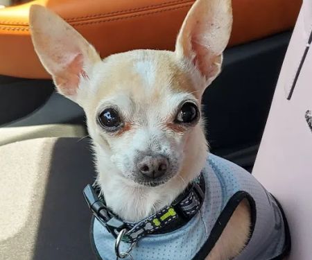 Animal Medical Center of Surprise