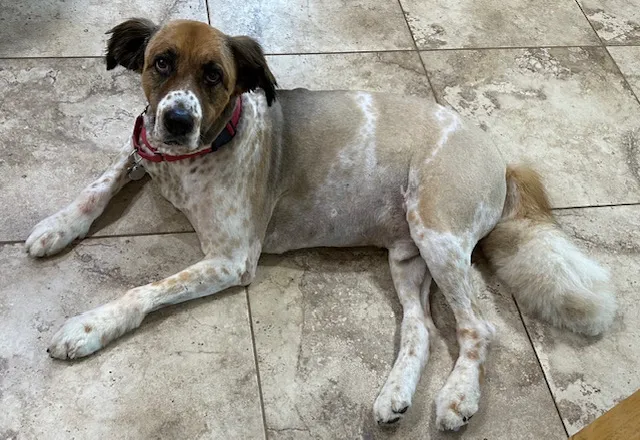 Animal Medical Center of Surprise Picture 3