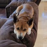 Banfield Pet Hospital