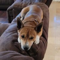 Banfield Pet Hospital ico