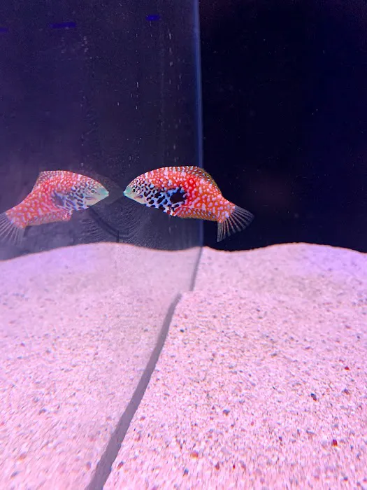 Reef factory us Picture 3