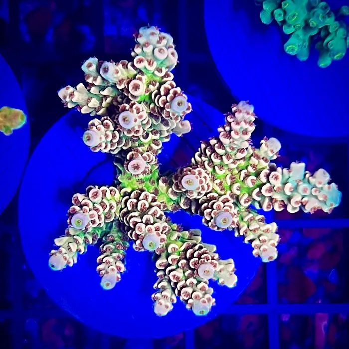 Reef factory us Picture 6