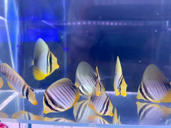 Reef factory us Picture 5