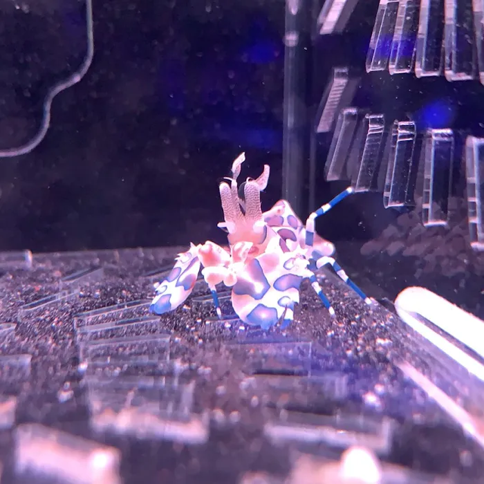 Reef factory us Picture 9