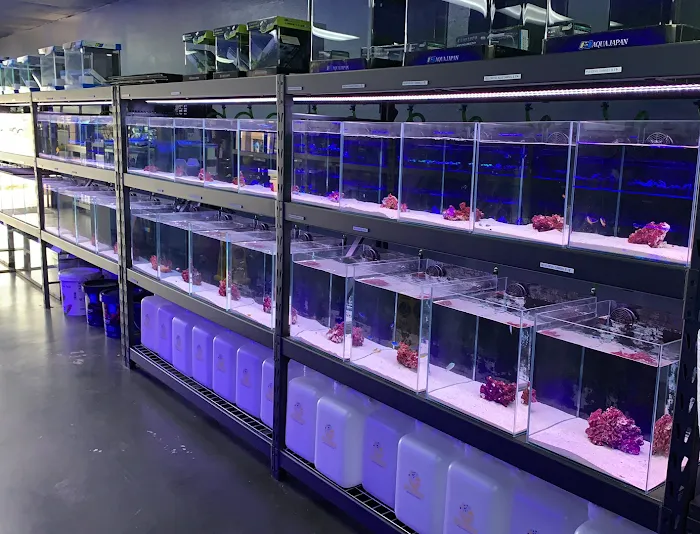 Reef factory us Picture 10